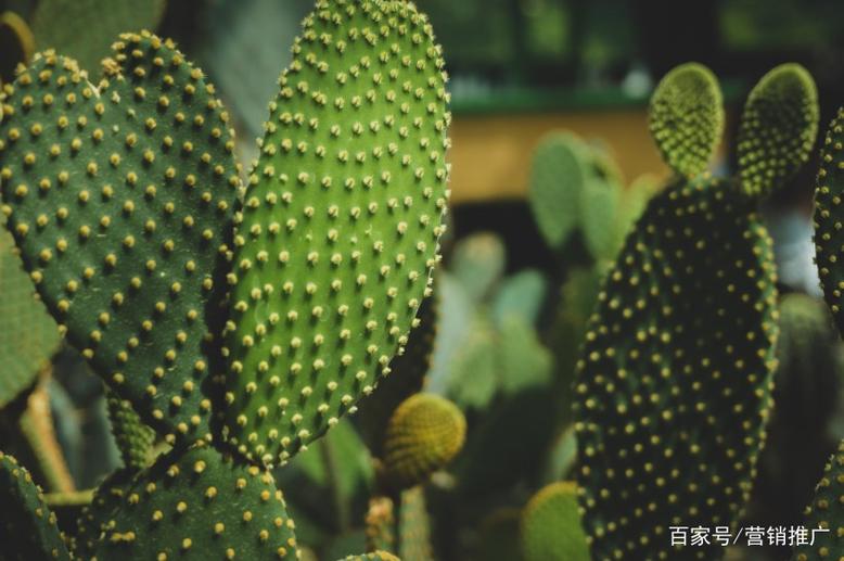 《带刺的仙人掌》拚命三郎