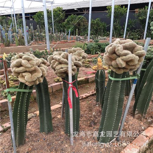 铁柱嫁接仙人球 狗熊缀化 沙漠植物展览温室 仙人掌造景生产基地