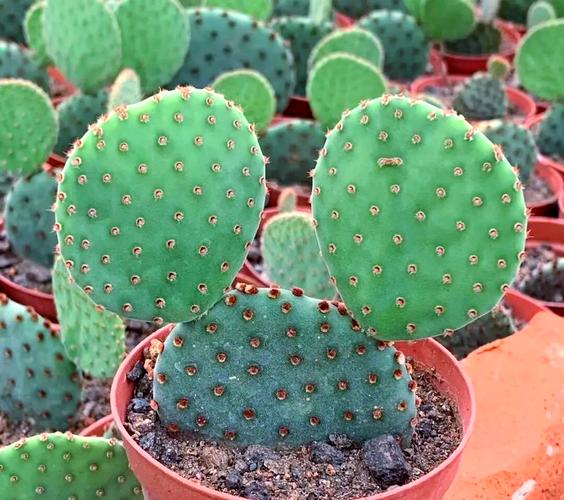 红太谷仙人掌:买回家就后悔的植物品种
