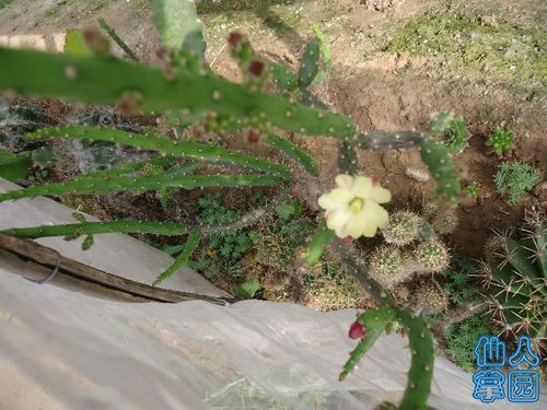 再发鹿角梅仙人掌仙人球多肉植物综合区
